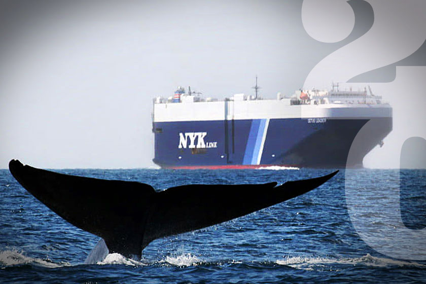 Ιστορίες χωρίς φωνή: Μία ή χιλιάδες μοναχικές φάλαινες