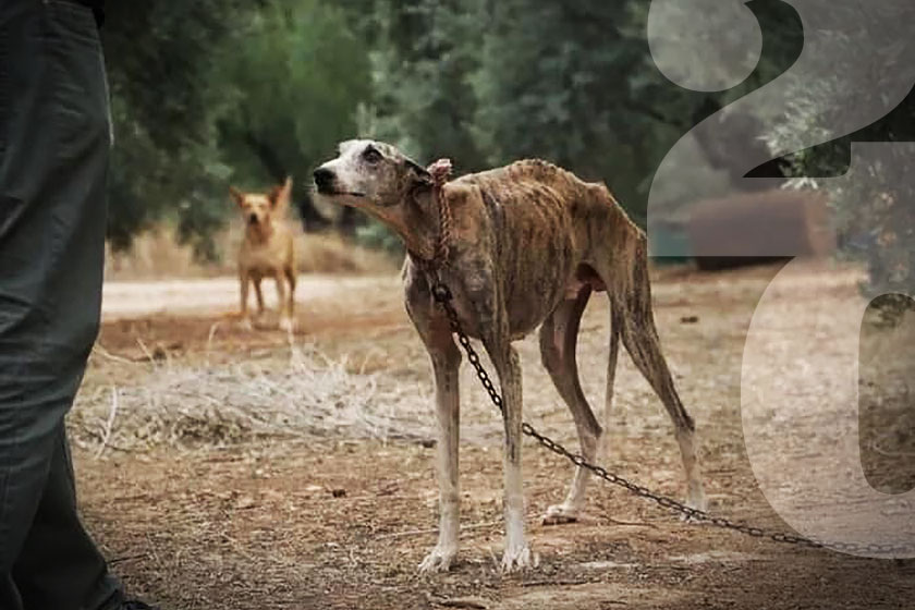 Ιστορίες χωρίς φωνή: Το ολοκαύτωμα των κυνηγόσκυλων