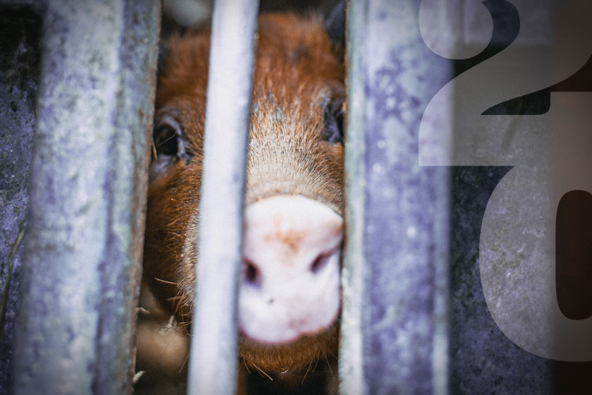Ιστορίες χωρίς φωνή: Τι δεν πρέπει να ξέρουμε για τα γουρούνια
