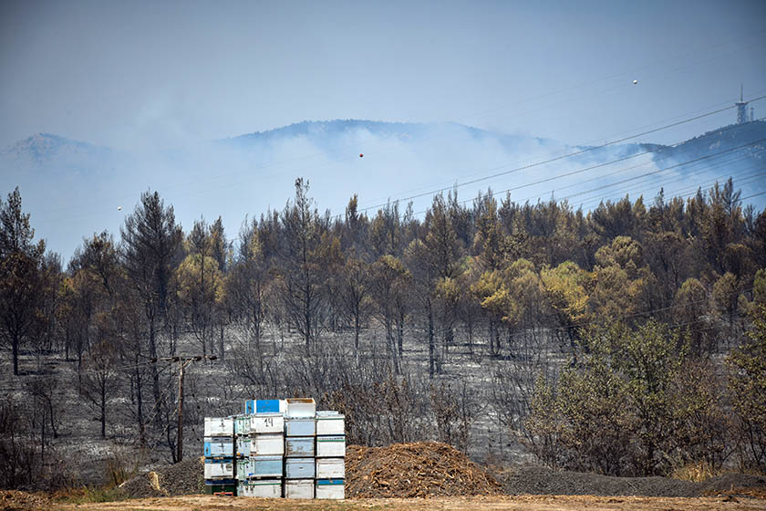 Ανυπολόγιστη καταστροφή στην Εύβοια: Στάχτη το 1/3 των δασών - Τεραστίων διαστάσεων ζημιά για την ελληνική μελισσοκομία   