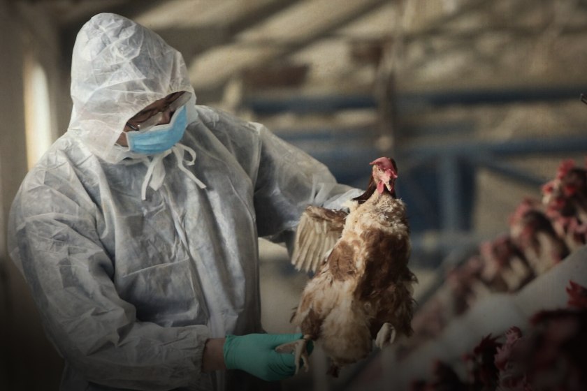 Η Κίνα ανακοίνωσε το πρώτο κρούσμα γρίπης των πτηνών H3N8 σε άνθρωπο