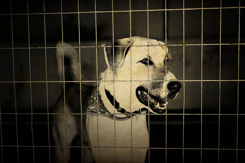 Καταγγελία για κακοποίηση σκύλου σε εκδήλωση αδειοδοτημένη από την Περιφέρεια Αττικής